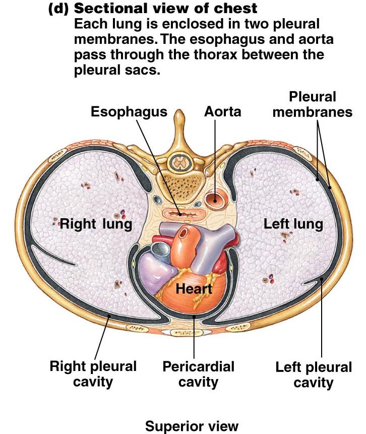Cavidad Torácica Membranas pleurales, 2 capas de una membrana epitelial húmeda que reviste la cavidad torácica y cubre la superficie externa de los pulmones Pleura