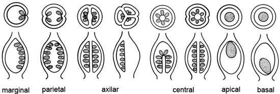 Placenta: región donde se insertan los óvulos Placentación: disposición de las placentas en el ovario Tipos de placentación: -marginal, en los márgenes del carpelo u ovario - parietal, en las