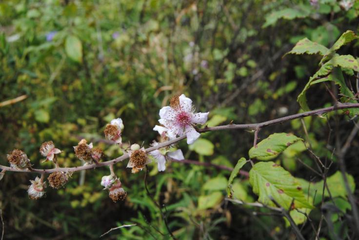 Rubus ulmifolius Schott Zarza Arbusto perenne con aguijones y con tallos de hasta 3 m. Hoja con aguijones retrorsos. Inflorescencias blanquecinas.