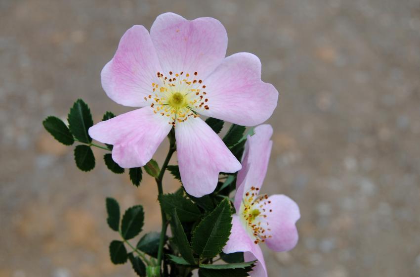 Rosa pouzinii Tratt. Rosa silvestre Arbusto caducifolio espinoso de 2 a menos de 3 m. Flores de 4 pétalos, solitarias o en grupos de 2 o 3, de color rosado, rara vez blanquecino.