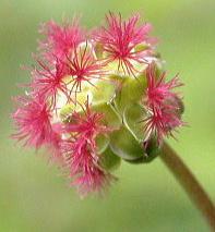 Flores pequeñas verdosas o teñidas de rojo. Fruto aquenio. Florece de febrero a agosto.