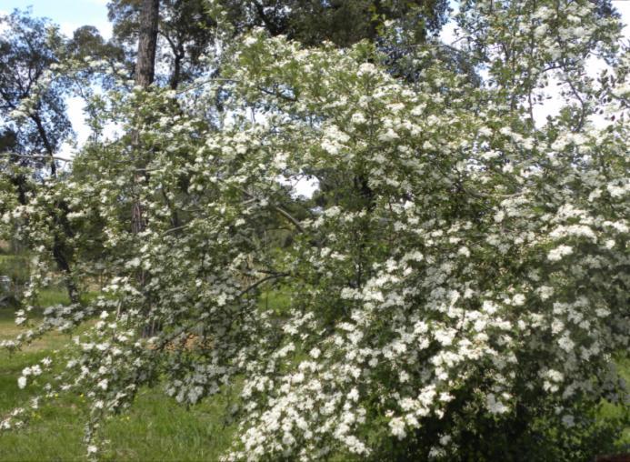 Crataegus monogyna Jacq. subsp. brevispina (G. Kunze) Franco Majuelo, Tilero Arbusto o pequeño árbol caducifolio y espinoso con tronco de hasta 5 m de altura. Flores blancas.