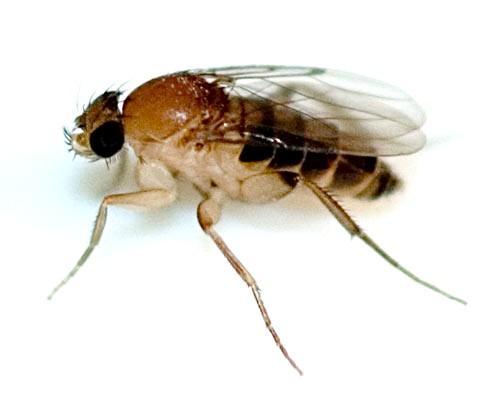 Familia Phoridae Los fóridos son insectos pequeños, de1 a 8 mm; se alimentan de materia orgánica vegetal y animal en descomposición, donde probablemente se reproducen