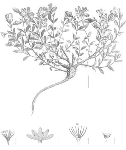 2 cm A 4 mm 5 mm 2.5 mm 1 mm B C D E Menodora helianthemoides Humb. & Bonpl. A. aspecto general de la planta; B. cáliz; C. disección de la corola mostrando el androceo; D.