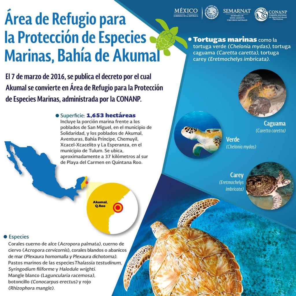 Autoridades de Semarnat, CONANP y Profepa se reunieron en Tulum, Quintana Roo, con prestadores de servicios turísticos de Akumal para entregar las autorizaciones para nado con tortugas, y de esta