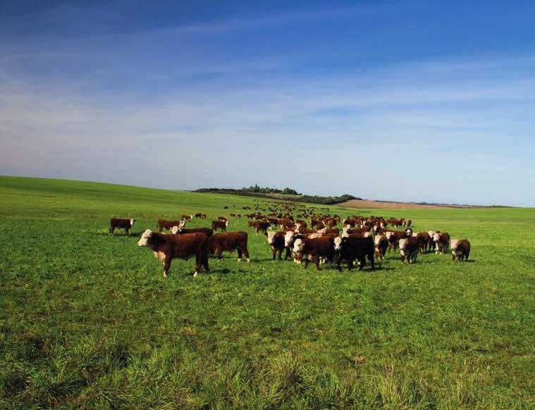 Uruguay País con larga tradición y cultura en producción y exportación de carnes A country with