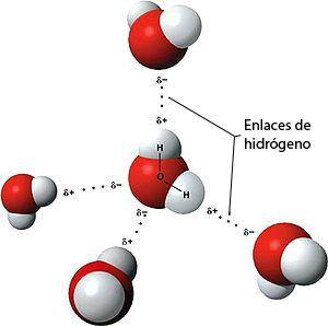 H 2 O: Solvatación El enlace de Hidrógeno es una interacción que es crucial para las propiedades del agua y su papel como disolvente.