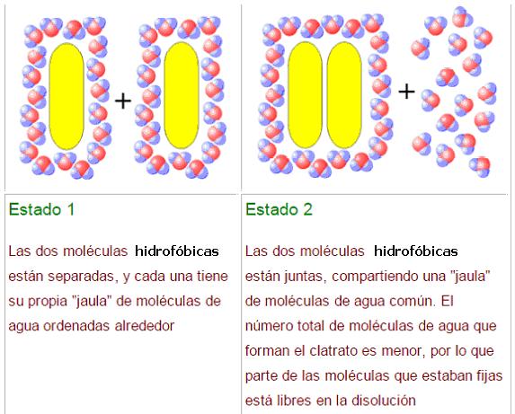 H 2 O: efecto hidrófobo Las interacciones con el agua no son favorable en moléculas con marcado carácter apolar: interacciones hidrofóbicas Una sustancia es hidrofóbica si no es miscible con el agua