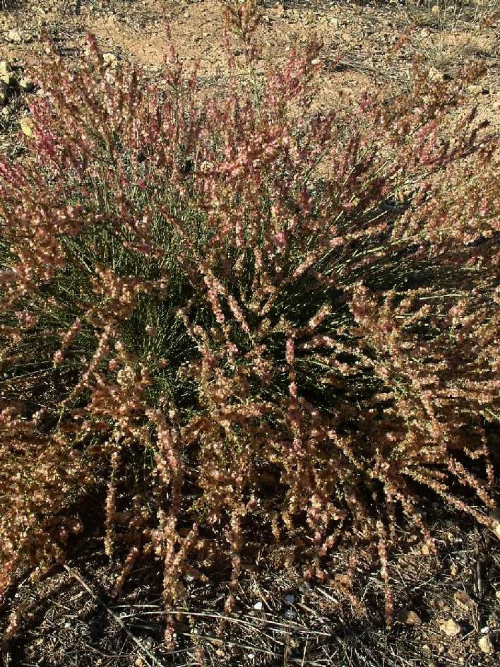 escobas Boja negra (Artemisia