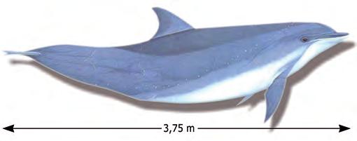 Delfín mular (Tursiops truncatus) Descripción De aspecto robusto, rostro corto, ancho y redondeado con la mandíbula superior más corta.