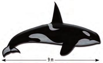 Orca (Orcinus orca) Descripción Cuerpo negro, vientre blanco, parche blanco por arriba y detrás del ojo y una «montura» gris ubicada detrás de su aleta dorsal.