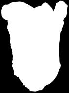 10479) VIGOR CON FÁCIL RECOLECCIÓN Mini romana de recolecciones de invierno. Vigorosa y uniforme. Buen cierre superior y fácil recolección.