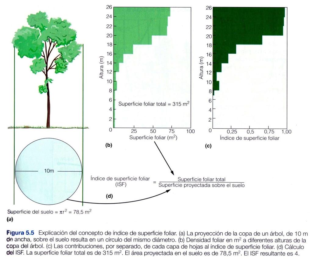 3. Factores que afectan a la producción primaria Índice de superficie foliar (LAI: Leaf Area Index): superficie total de hojas disponible.