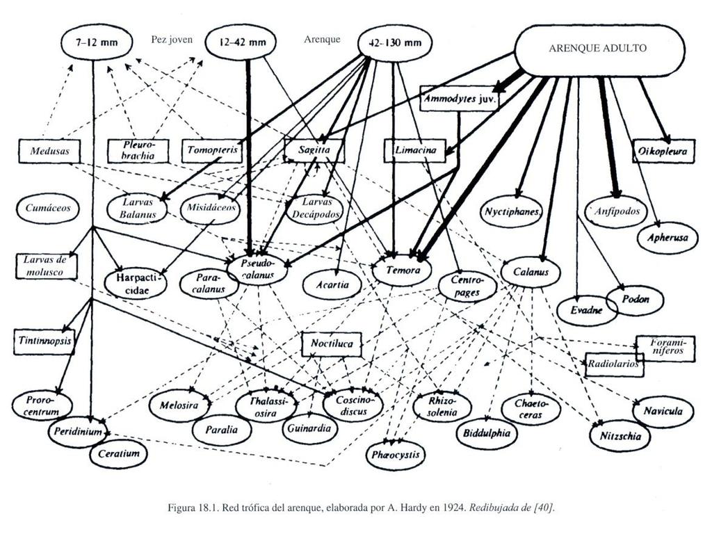 1. Redes, niveles y pirámides tróficas Red trófica: red que conecta el conjunto de relaciones tróficas entre los organismos de un ecosistema. Nivel trófico: Posición en la red trófica.