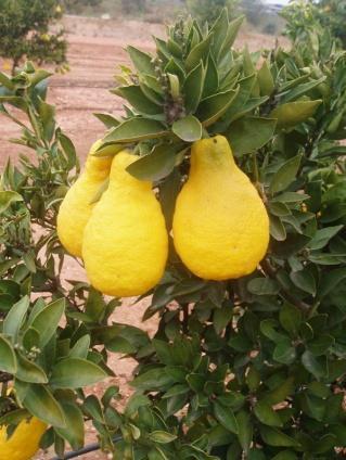 ) Skeels, especie próxima al género Citrus, por poseer un porte característico y una fructificación en vistosos racimos de frutos de pequeño