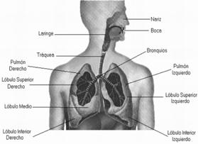 La microbiota normal coloniza el sistema respiratorio superior Sitios normalmente estériles en el cuerpo humano La colonización de uno de estos sitios generalmente involucra un defecto en las