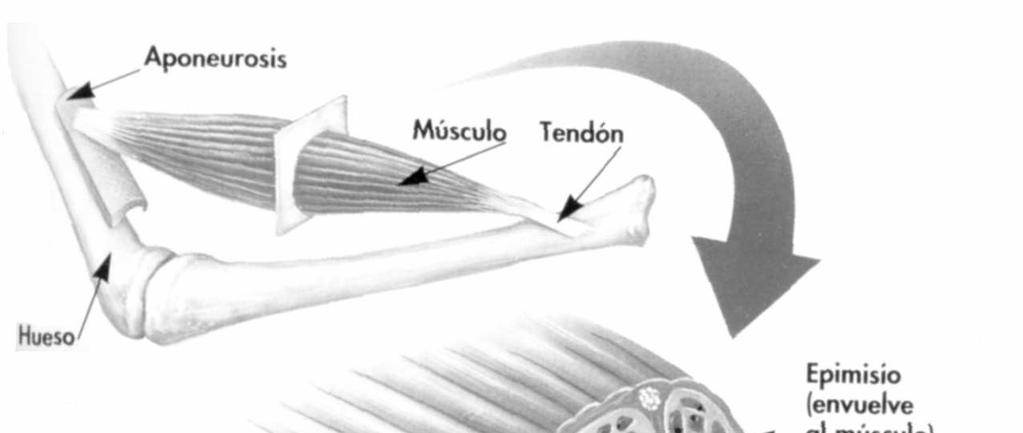 Las fibras musculares que lo forman son mononucleadas y está determinado por un marcapasos intrínseco situado en la propia pared cardiaca.