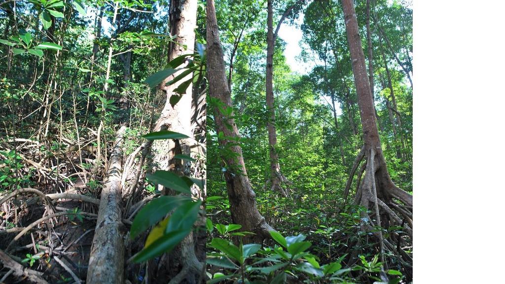 MODULO III Estructura y Composición de los Manglares. 1. Estructura de los bosques: principales asociaciones, bosques mixtos y monoespecíficos, mosaicos en la vegetación de manglar.