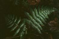 52- Polystichum platyphyllum L.A.