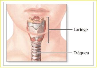 formado por anillos cartilaginosos superpuestos, que desemboca en la laringe. LA CAVIDAD LARÍNGEA Y LA FONACIÓN La laringe se encuentra situada inmediatamente por encima de la tráquea.