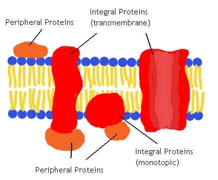 2 Tipos de Proteínas de Membrana La membrana plasmática también contiene dos tipos de proteínas Slide 52 / 74 Proteínas Periféricas Proteínas Integrales (transmembrana) Las proteínas periféricas no