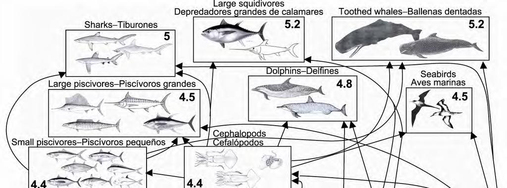 FIGURE J-1. Simplified food-web diagram of the pelagic ecosystem in the tropical eastern Pacific Ocean. The numbers inside the boxes indicate the approximate trophic levels of each group. FIGURA J-1.