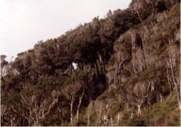 Bosque Valdiviano de Estancilla-Calfuco Altos Valores de (AVC) Fauna Amenazada: - Rhinoderma darwinii (Sapito de Darwin) Comuna: Valdivia Superficie: 825,5 ha.
