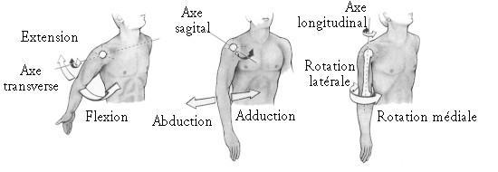 Abducció o separació: És el moviment del segment o membre, que girant sobre l'extrem més proper a l'articulació, se