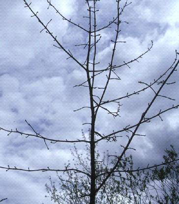 Fresno (Fraxinus angustifolia Vahl.) Tabla 1.