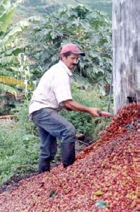 193 En Colombia, durante el beneficio del café se producen residuos que pueden contaminar las aguas al entrar en contacto con ellas, estos son: la pulpa y el