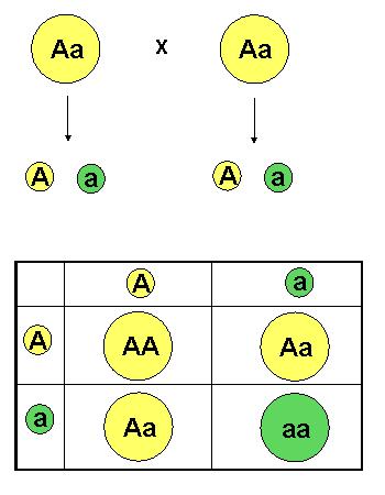 La segunda ley de Mendel o de la separación de los caracteres de los híbridos Establece que los caracteres recesivos ocultos en la F1 vuelven a aparecer en la F2 en la proporción de tres dominantes