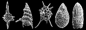 RADIOLARIOS Protozoarios con una concha de sílice, sulfato de estroncio u opalina amorfa; planctónicos marinos.