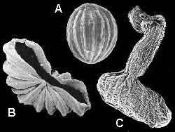 Miden de 30 µm a 2 mm de diámetro. OSTRÁCODOS Los ostrácodos son pequeños crustáceos que se caracterizan por tener un caparazón formado por dos valvas.