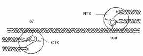 186 Reynaga Montecinos B y Zeni SN NTX N 87 HO N C OH CTX 930 C Figura 8. Telopéptidos carboxilo (C-) y amino (N-) terminal del colágeno tipo I.