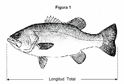 Jueves 28 de agosto de 2014 DIARIO OFICIAL (Primera Sección) 66 ANEXO 2 PROCEDIMIENTO DE MEDICIÓN DE LA TALLA DE CAPTURA La medición de la talla de captura para cualquiera de las especies de peces