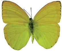 Familia Papilionidae 73 Battus polydamas (polydamas) 74 Heraclides