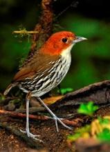 Es el área de interés ambiental de mayor extensión del Municipio de Manizales y fue declarada como área de interés ambiental para la conservación de aves