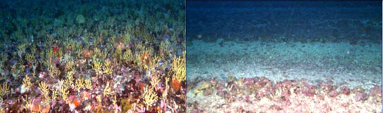 Las imágenes a través de los estudios realizados por medio de ROV en estas zonas proporcionaron valiosa información sobre los ecosistemas bénticos y su condición.