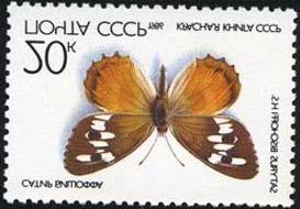 Lepidoptera : Pieridae : Zegris