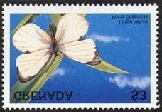 Lepidoptera : Lycaenidae : Everes