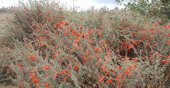Las flores rojas luminosas proveen un relajo visual durante los meces más calientes y secos del año además de su banco de polen y