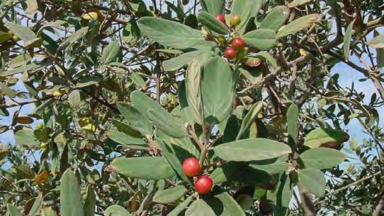 Crisopa Verde (adulto) comiendo néctar y polen de coffee berry.