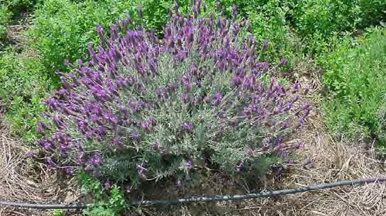 Crece bien en clima mediterránea. Foto: Rex Dufour, NCAT Lavender en floración.
