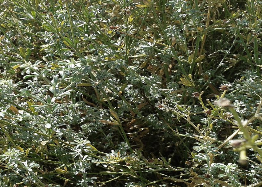 Bocha blanca. Dorycnium pentaphyllum. en zonas de pastizales y matorrales, con preferencia por las zonas de montaña. hasta 1metro. Luz: habita en zonas de luz. Agua: adaptada a zonas secas.