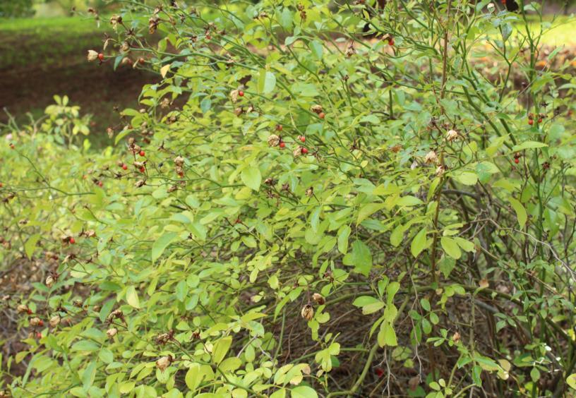 Rosal silvestre. Rosa canina. en zonas de sierras con otros matorrales espinosos. hasta 4 metros. Follaje: hojas caducas. Luz: habita en zonas de luz o media sombra. Agua: adaptada zonas secas.