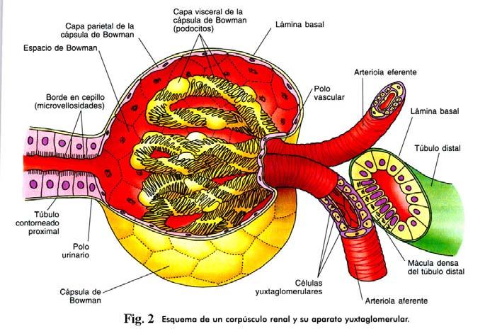 ureteres en forma de embudo), arteria y vena renal, linfáticos, nervios y tejido adiposo.