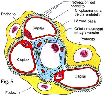 La hoja parietal de la cápsula de Bowman está constituida por un epitelio plano simple apoyado sobre una membrana basal que contiene gran cantidad de fibras reticulares.