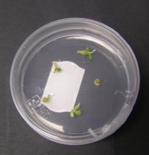 En semillas inmaduras se obtuvo un 7% de embriones triploides, multiplicando por 7 los resultados obtenidos en