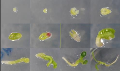 germinación in vitro de semillas pequeñas desarrolladas de polinización abierta.