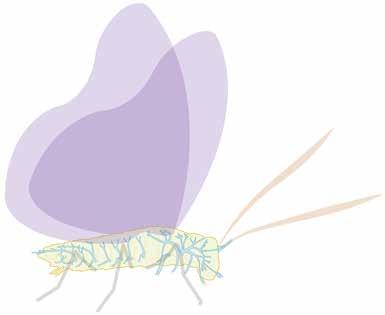 Figura 3 Aparato respiratorio de las mariposas En esta imagen podemos observar el aparato respiratorio de una mariposa y todas sus partes.